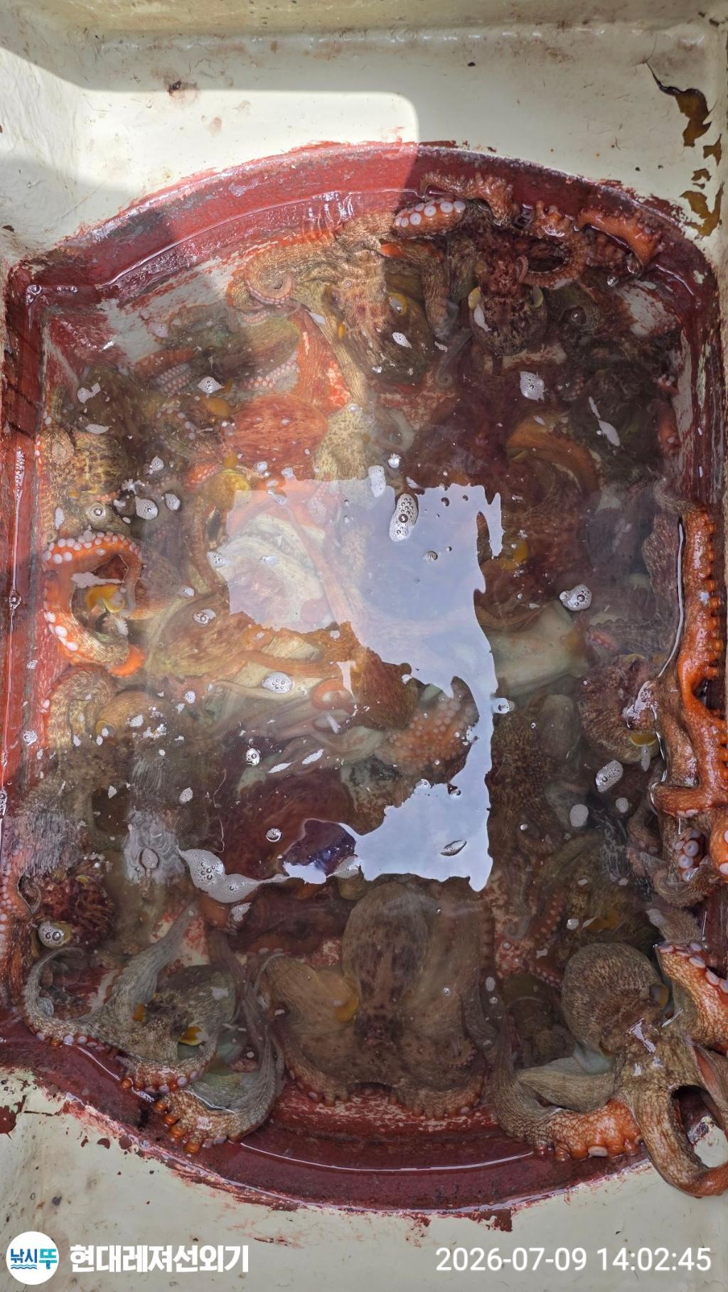 낚시뚜,돌문어,풍화상장마을,통영 현대레져선외기,낚시뚜13
