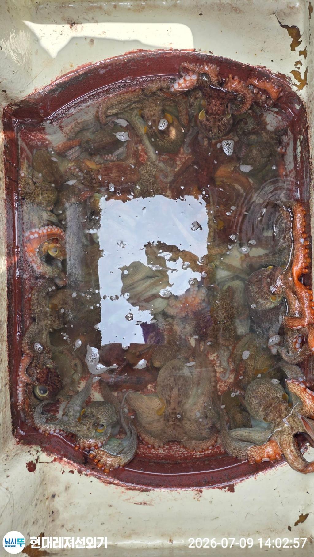 낚시뚜,돌문어,풍화상장마을,통영 현대레져선외기,낚시뚜12