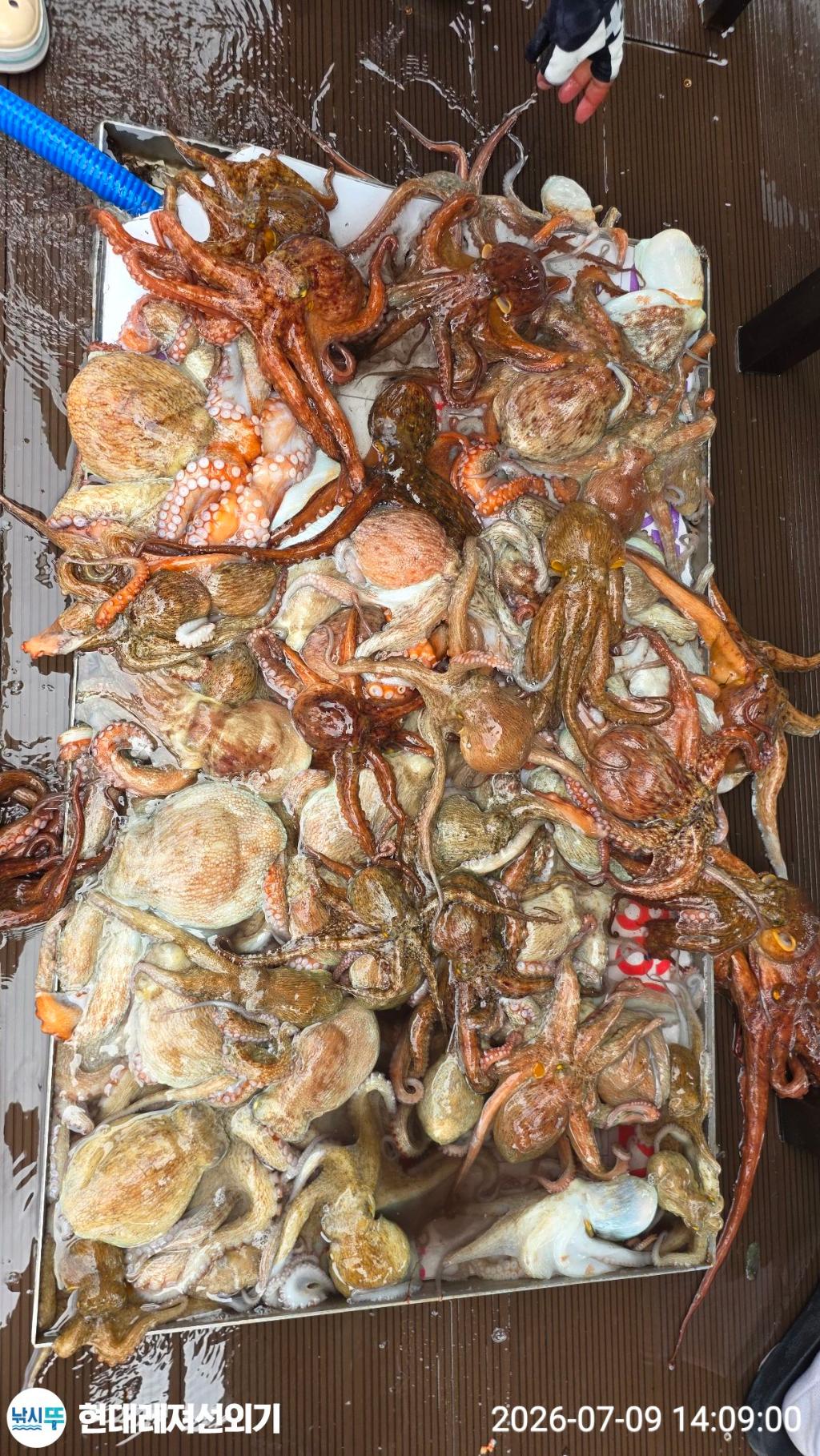 낚시뚜,돌문어,풍화상장마을,통영 현대레져선외기,낚시뚜11