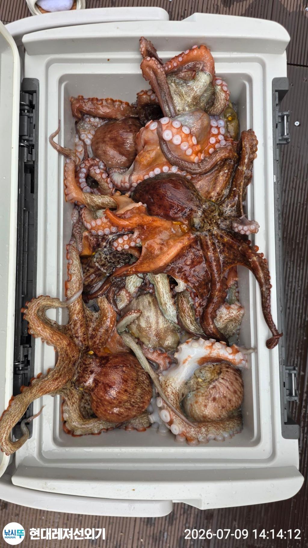 낚시뚜,돌문어,풍화상장마을,통영 현대레져선외기,낚시뚜10