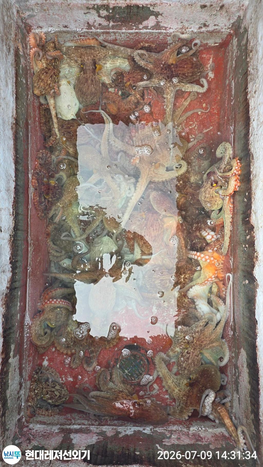 낚시뚜,돌문어,풍화상장마을,통영 현대레져선외기,낚시뚜6