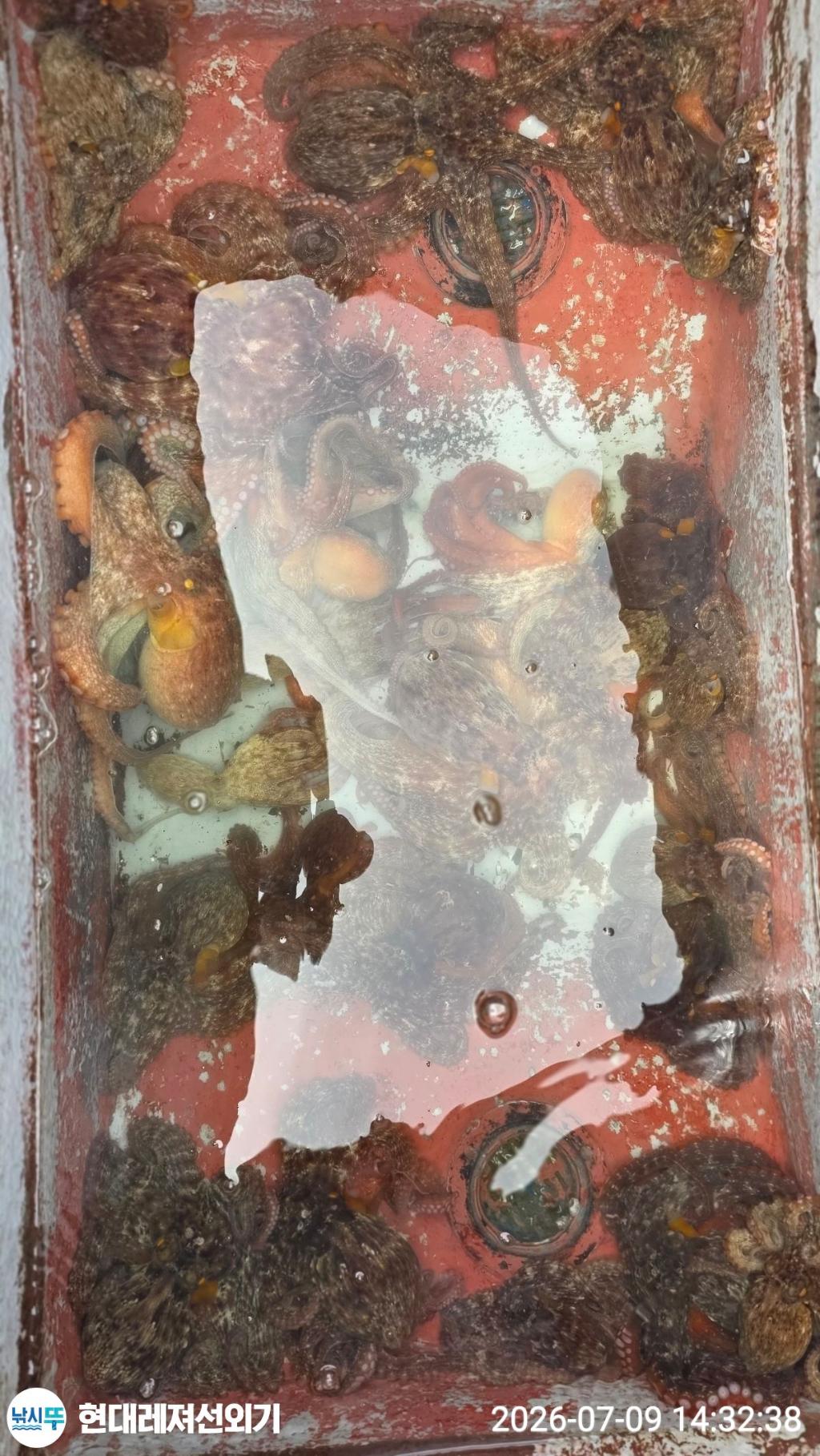 낚시뚜,돌문어,풍화상장마을,통영 현대레져선외기,낚시뚜5