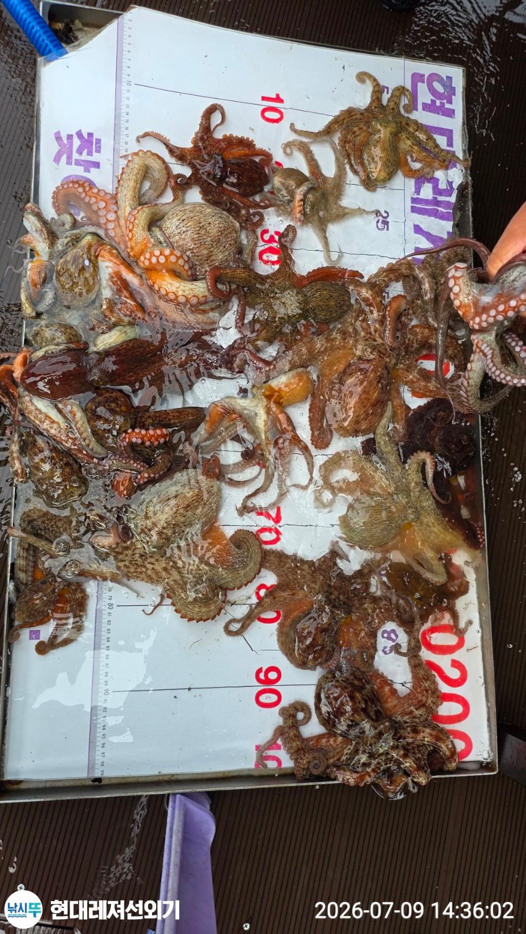 낚시뚜,돌문어,풍화상장마을,통영 현대레져선외기,낚시뚜4