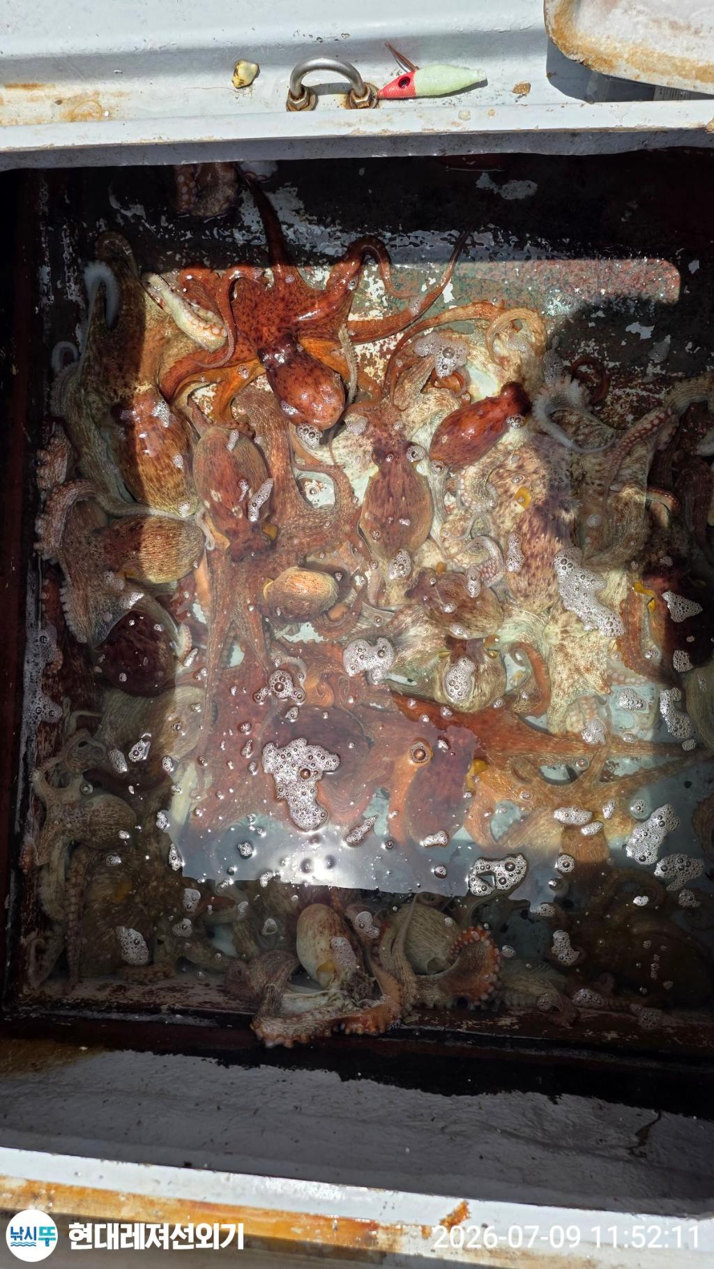 낚시뚜,돌문어,풍화상장마을,통영 현대레져선외기,낚시뚜2