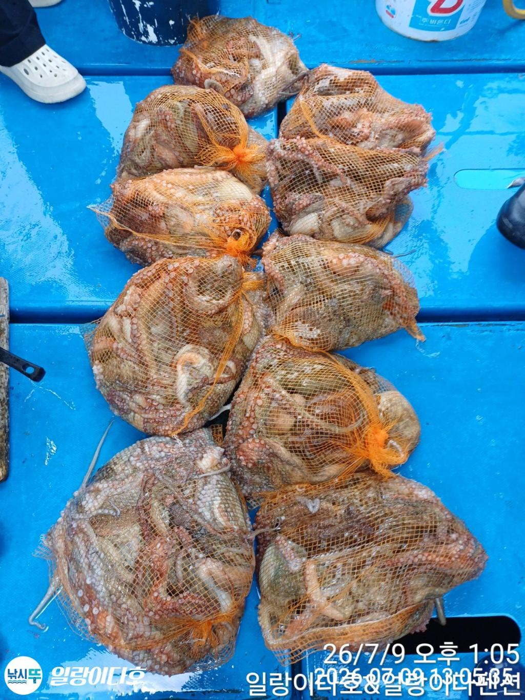 낚시뚜,돌문어,냉천항,일랑이다호,낚시뚜9