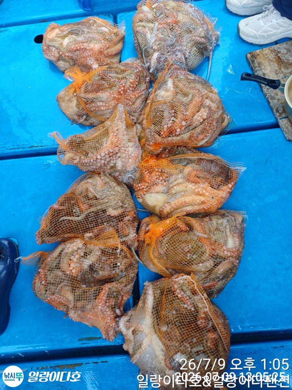 낚시뚜,돌문어,냉천항,일랑이다호,낚시뚜8