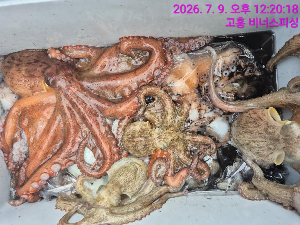 낚시뚜,,녹동항,비너스피싱,낚시뚜20