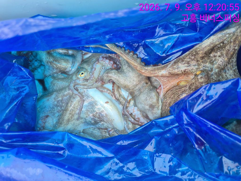 낚시뚜,,녹동항,비너스피싱,낚시뚜21