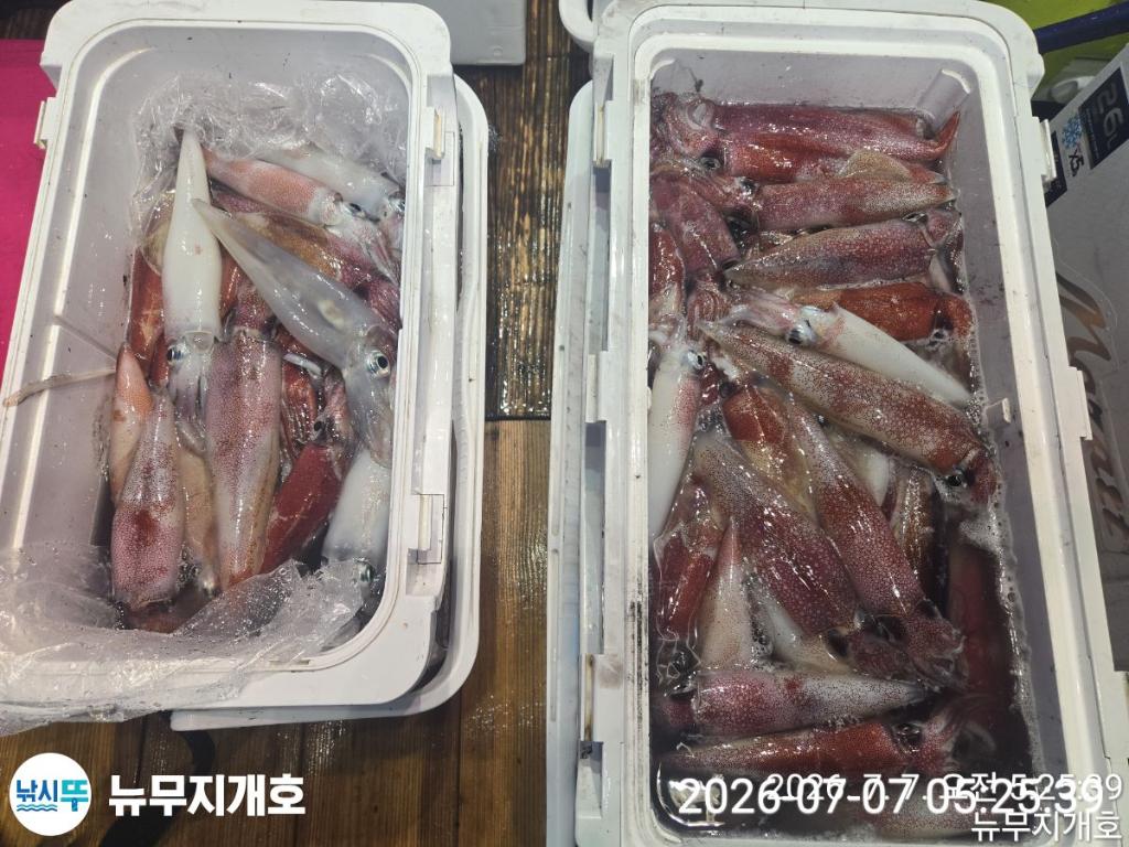 낚시뚜,한치,오징어,통영영운리항,뉴무지개호,낚시뚜14