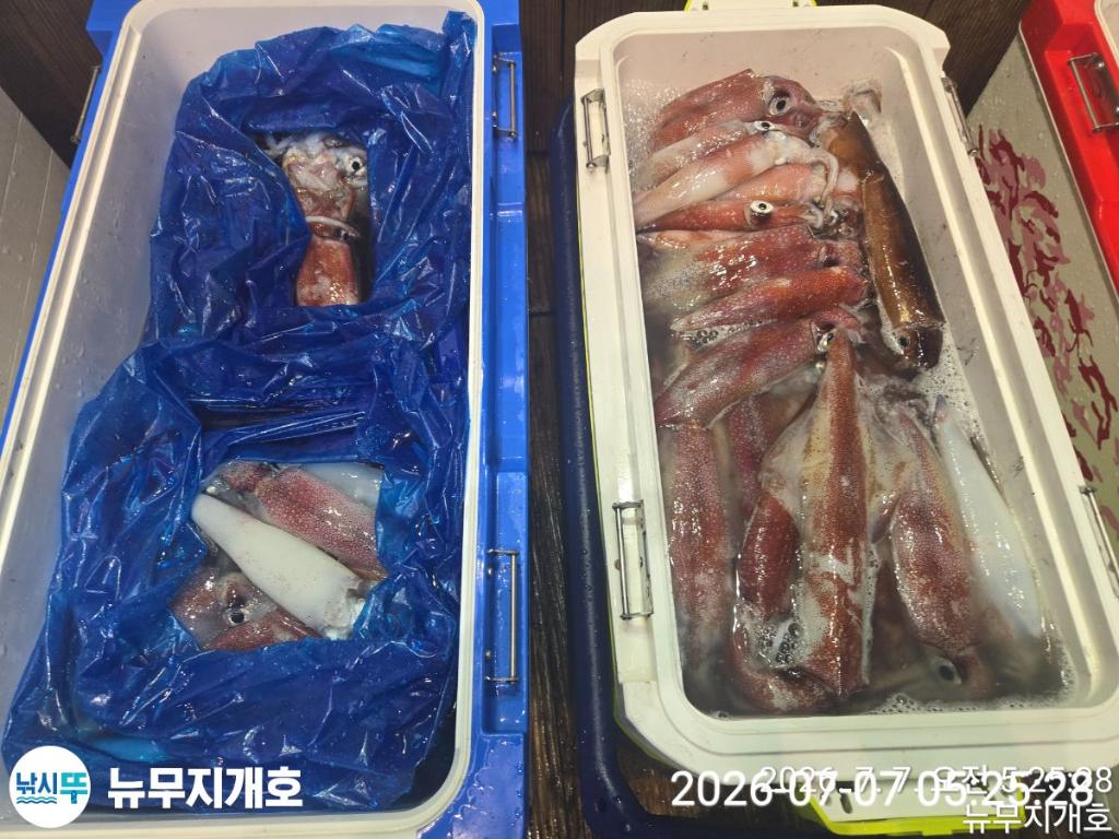 낚시뚜,한치,오징어,통영영운리항,뉴무지개호,낚시뚜13