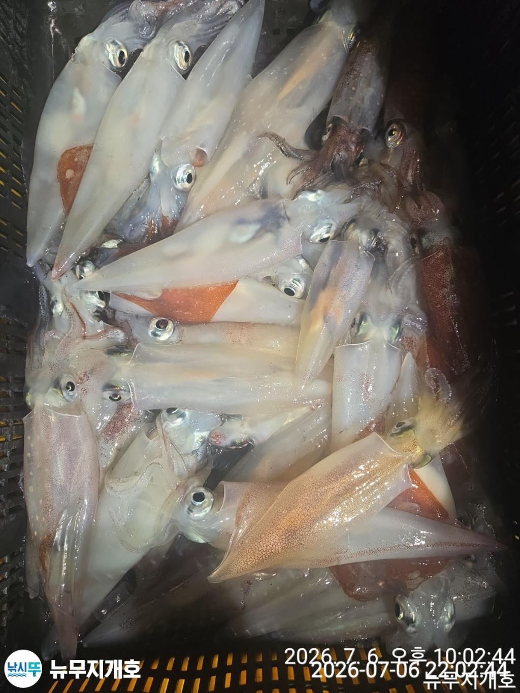 낚시뚜,한치,오징어,통영영운리항,뉴무지개호,낚시뚜5