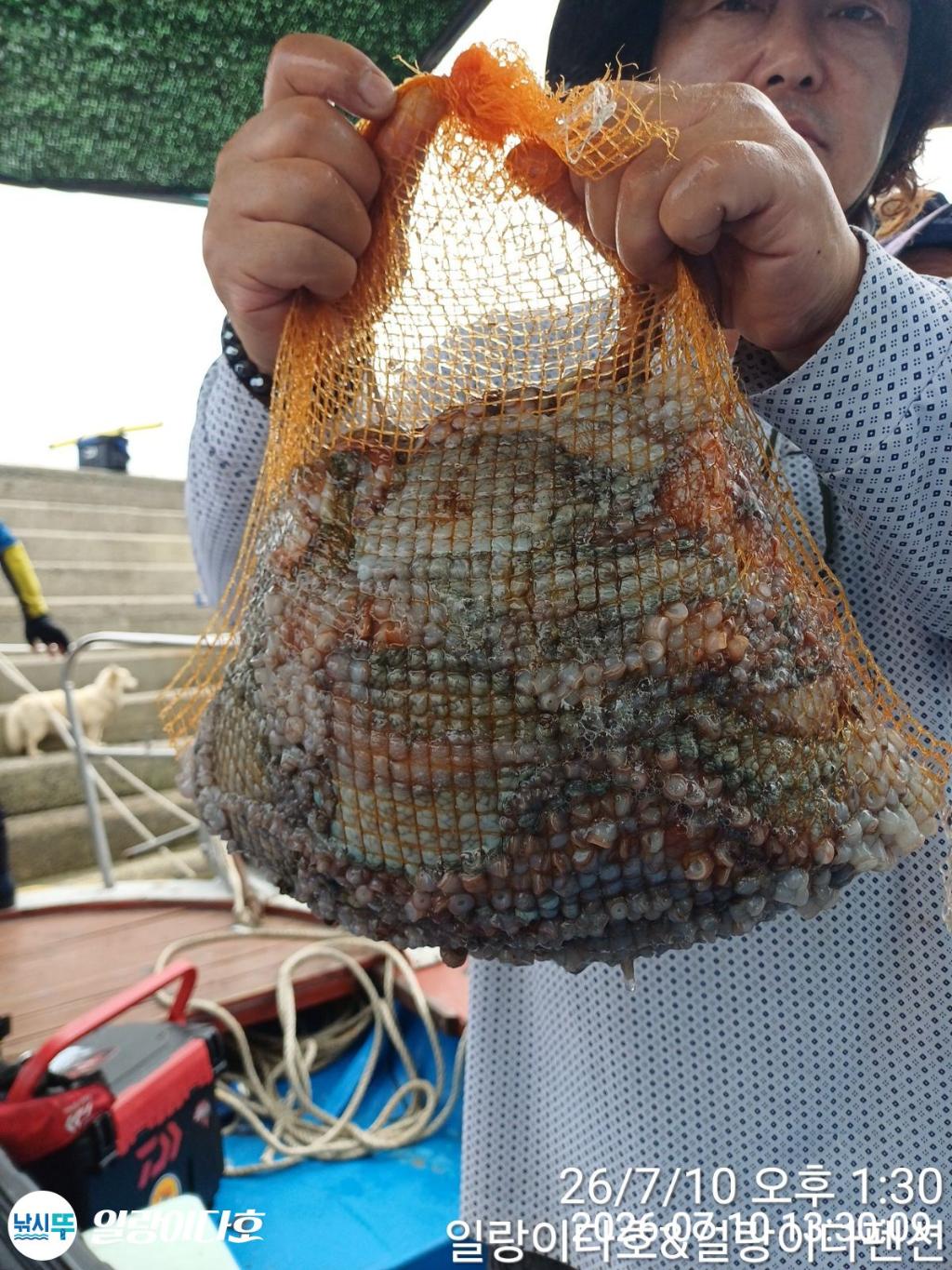 낚시뚜,돌문어,냉천항,일랑이다호,낚시뚜4