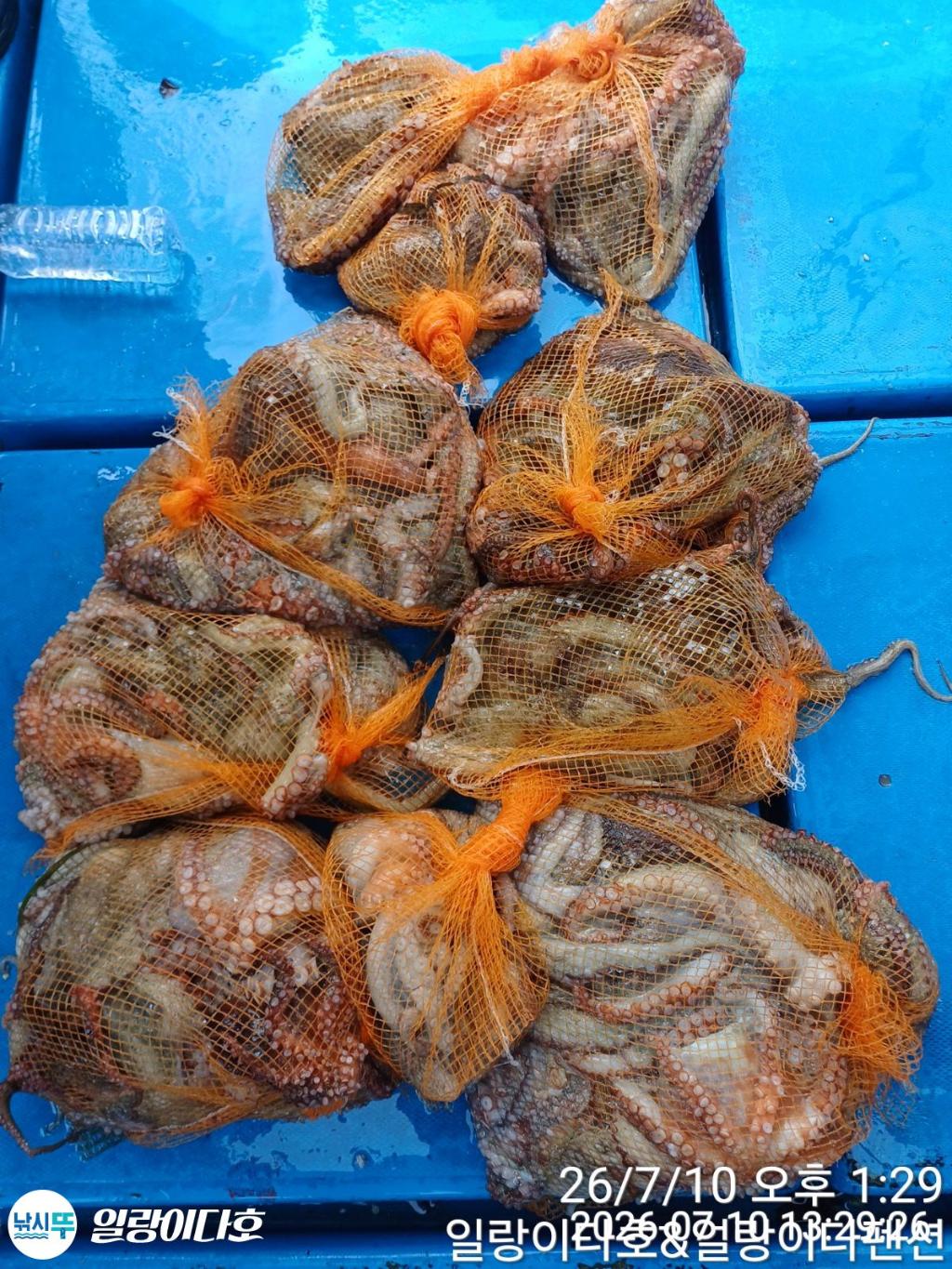 낚시뚜,돌문어,냉천항,일랑이다호,낚시뚜2
