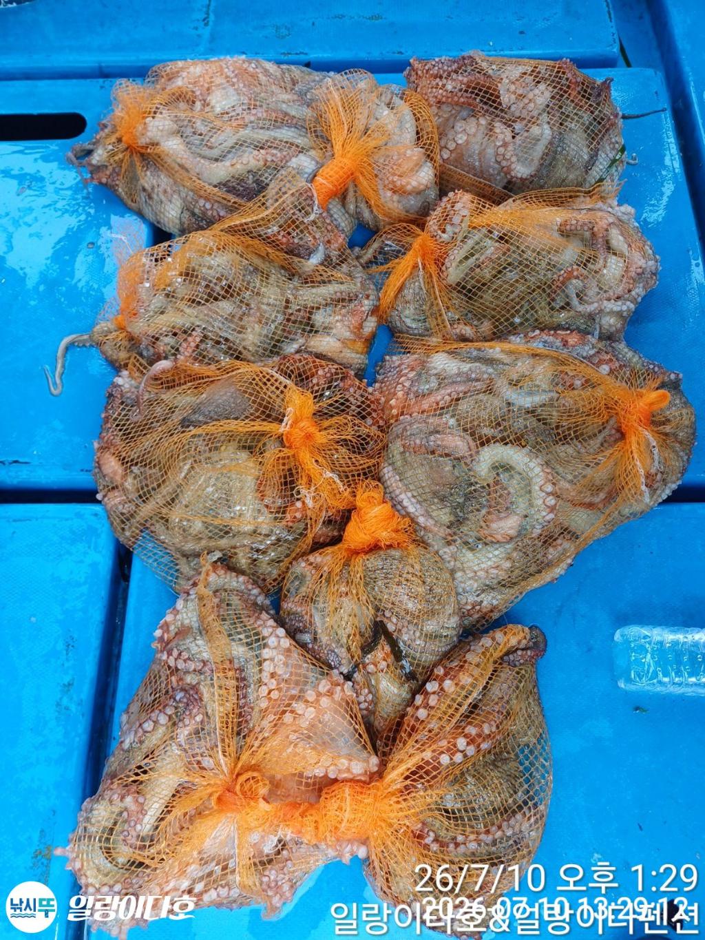 낚시뚜,돌문어,냉천항,일랑이다호,낚시뚜1