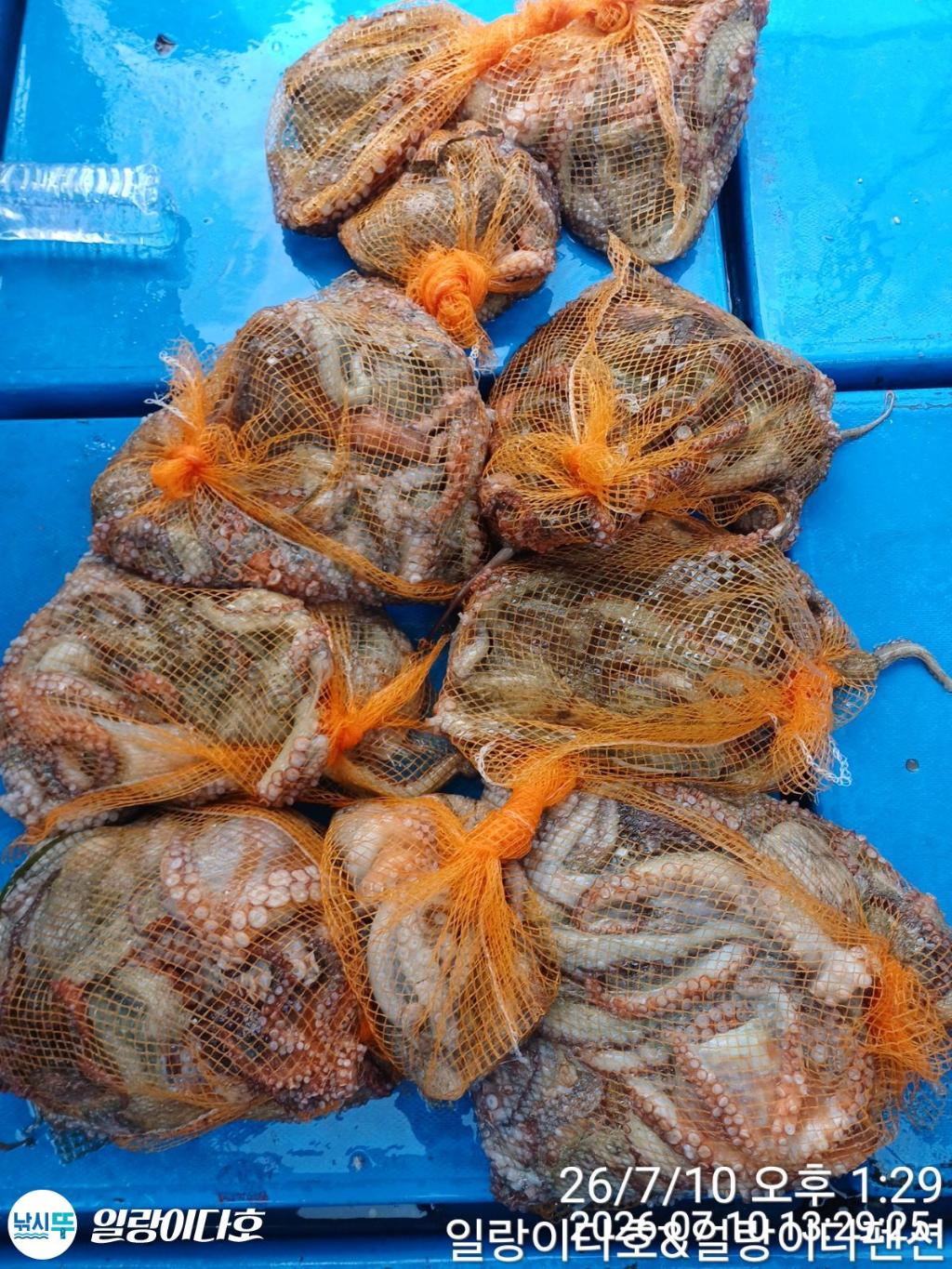 낚시뚜,돌문어,냉천항,일랑이다호,낚시뚜0