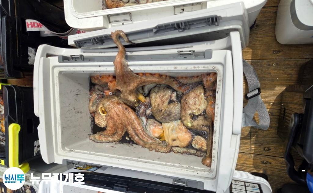 낚시뚜,돌문어,통영영운리항,뉴무지개호,낚시뚜8