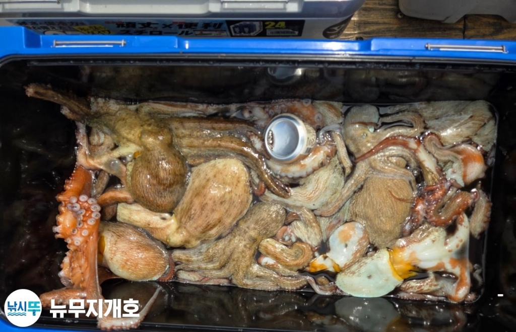 낚시뚜,돌문어,통영영운리항,뉴무지개호,낚시뚜3