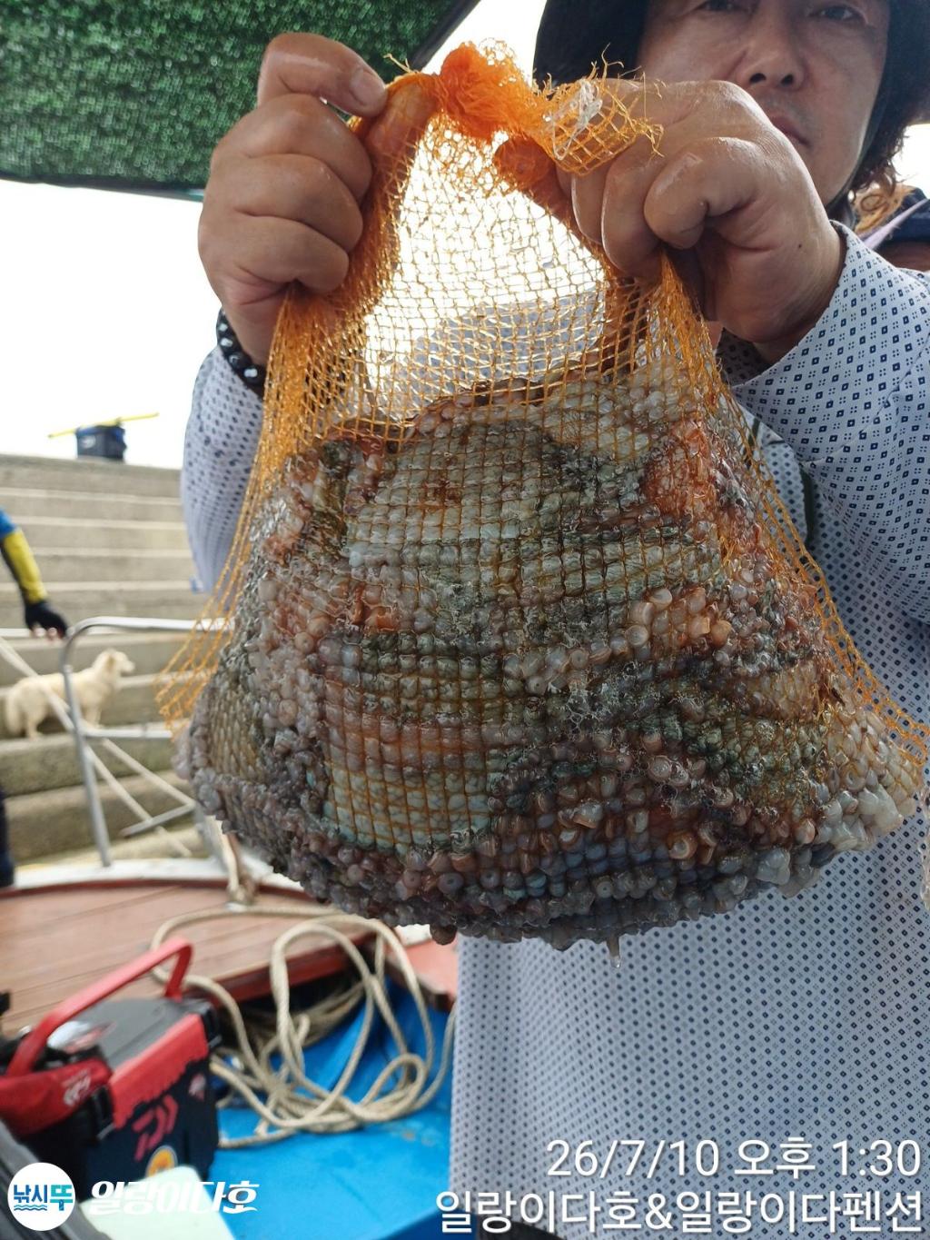 낚시뚜,돌문어,냉천항,일랑이다호,낚시뚜9