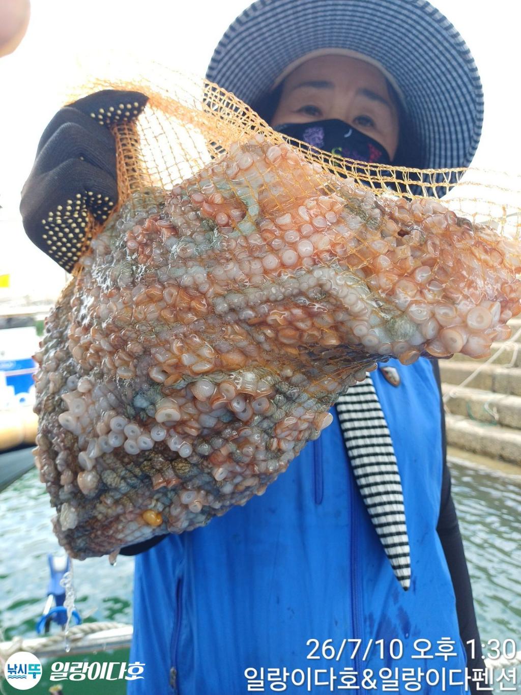 낚시뚜,돌문어,냉천항,일랑이다호,낚시뚜8