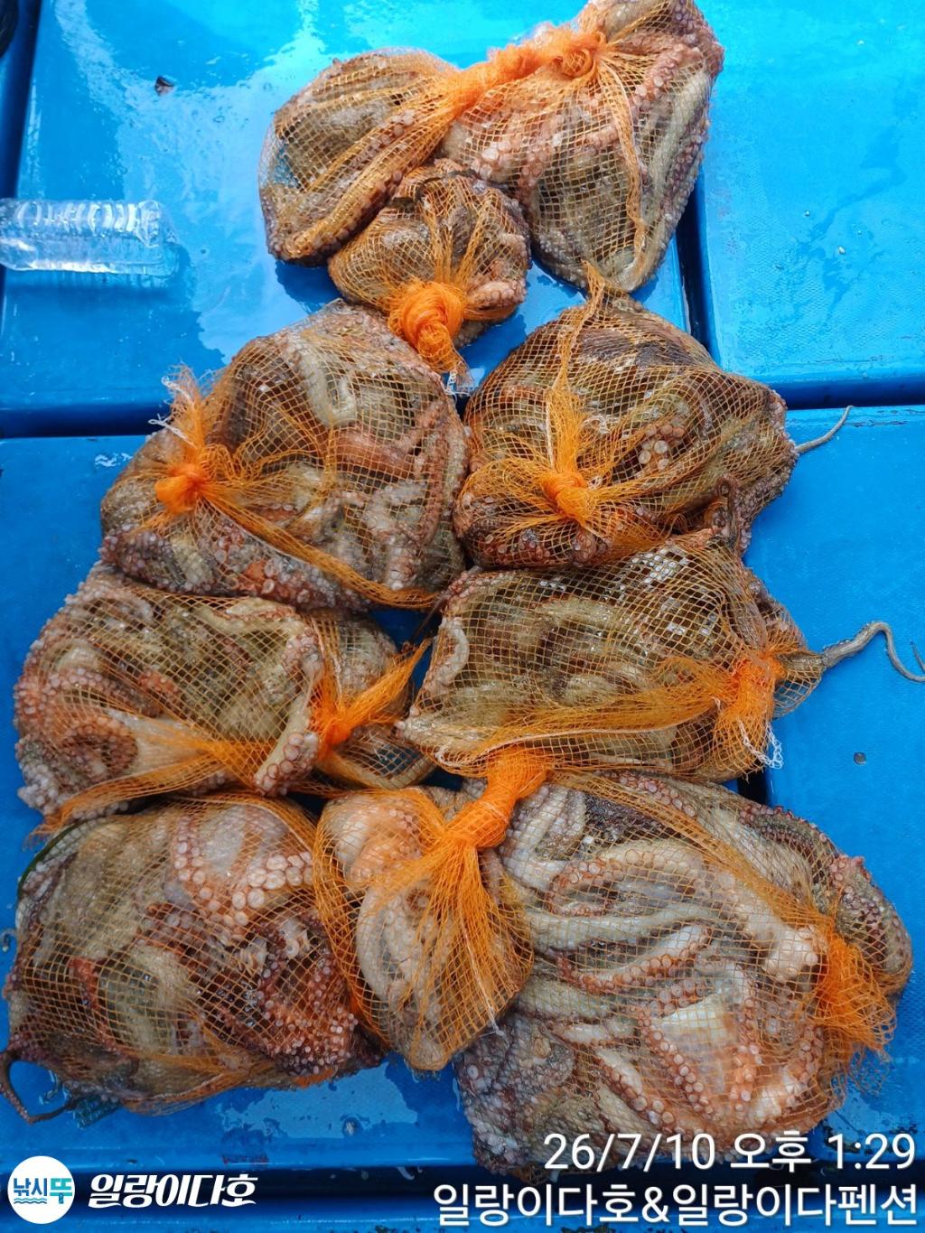 낚시뚜,돌문어,냉천항,일랑이다호,낚시뚜5