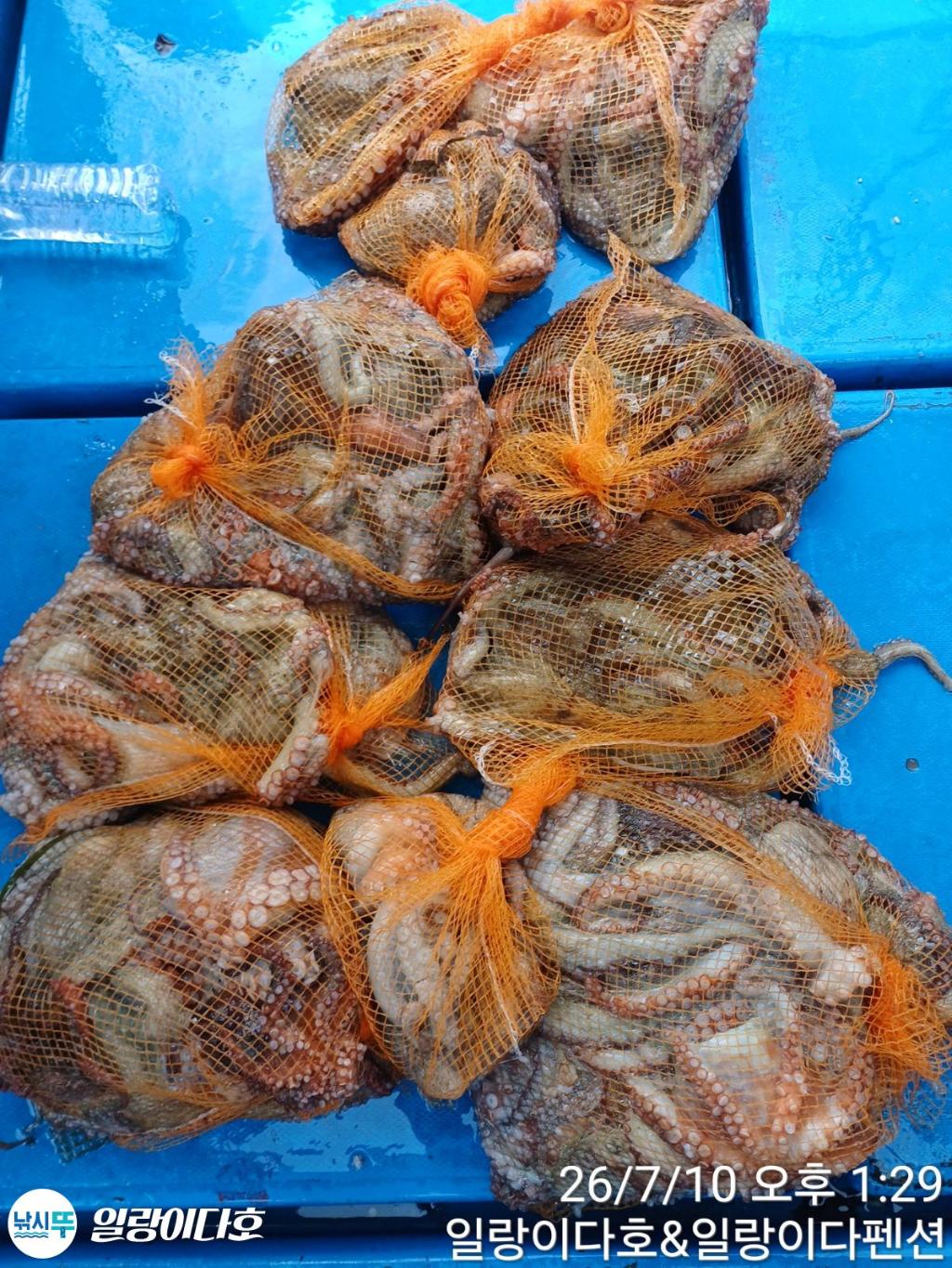 낚시뚜,돌문어,냉천항,일랑이다호,낚시뚜4