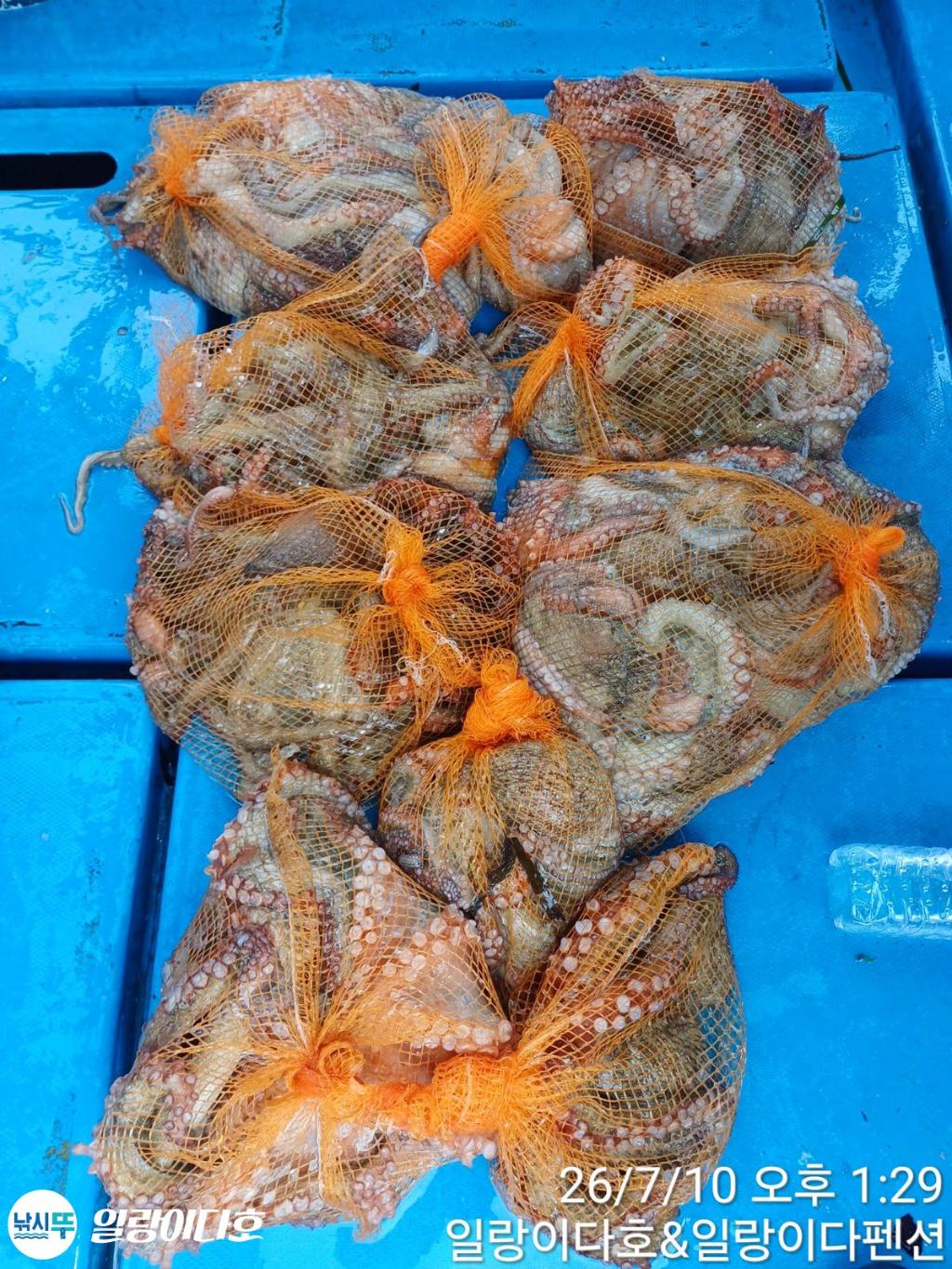 낚시뚜,돌문어,냉천항,일랑이다호,낚시뚜3