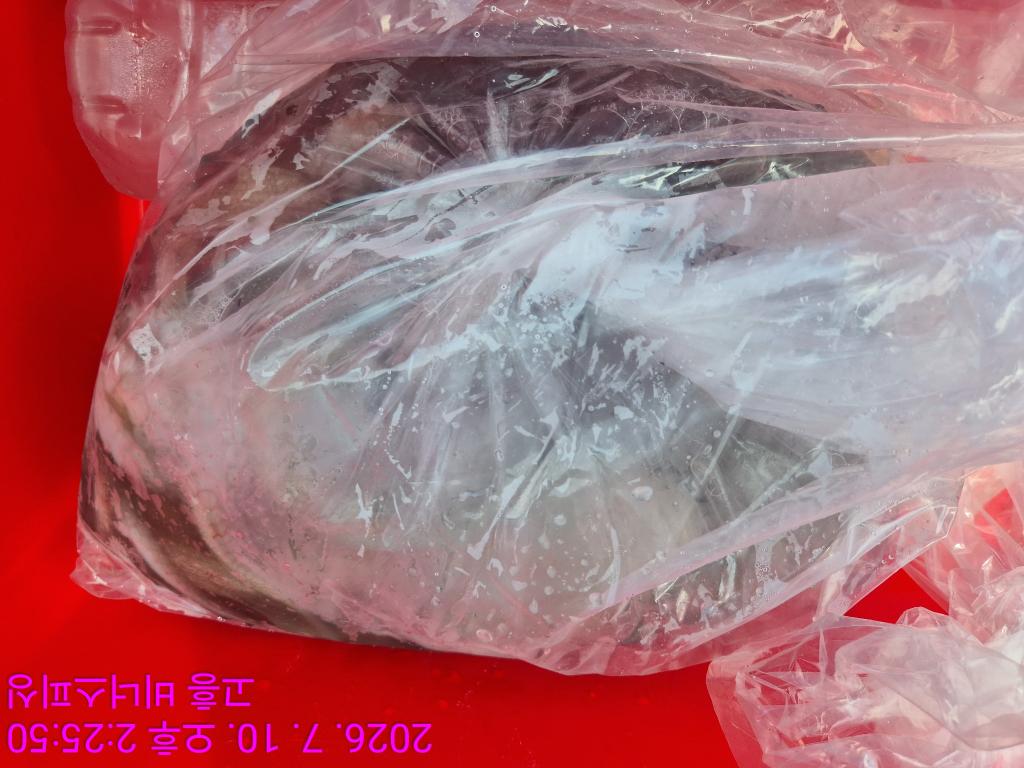 낚시뚜,,녹동항,비너스피싱,낚시뚜19