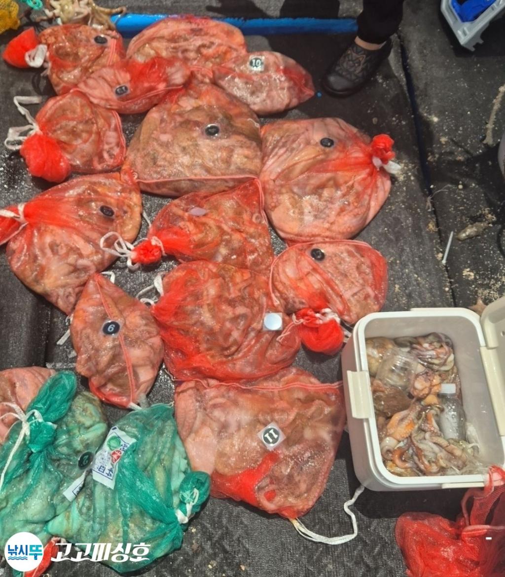 낚시뚜,문어,속천항(진해),고고피싱호,낚시뚜21