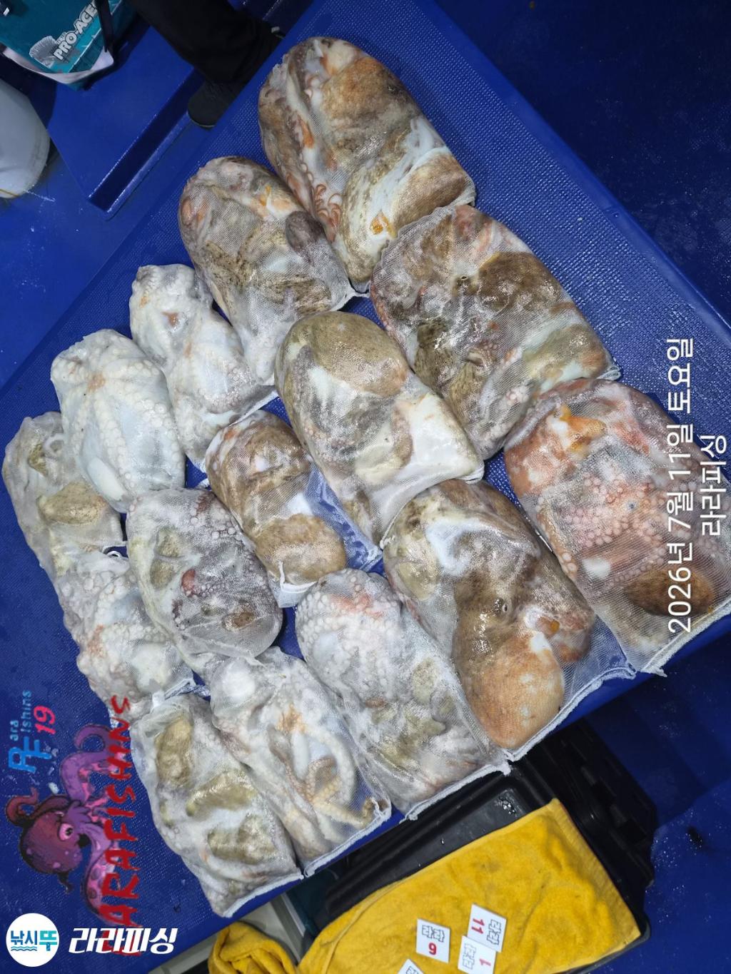 낚시뚜,돌문어,속천항(진해),라라피싱,낚시뚜17