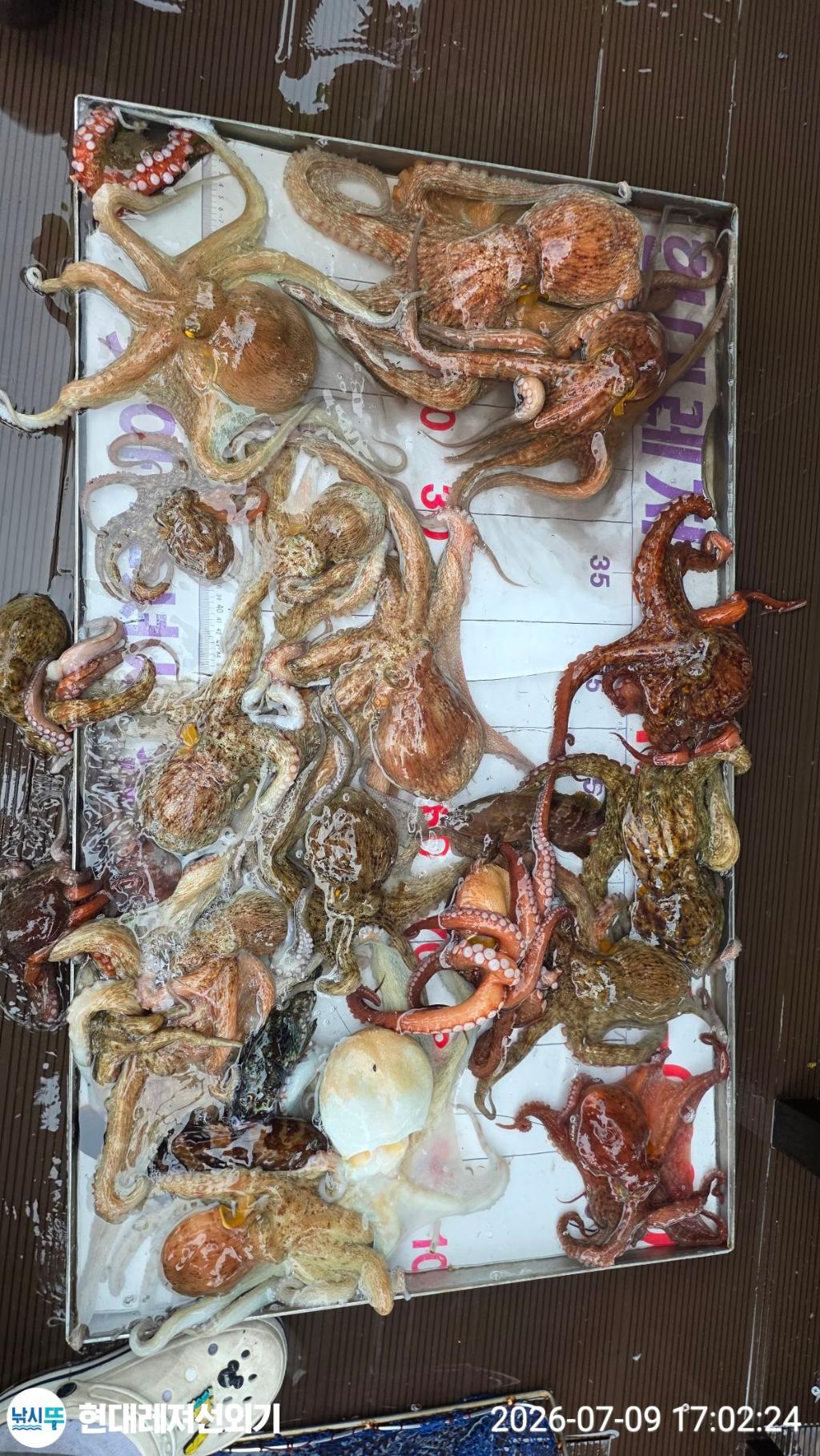 낚시뚜,돌문어,풍화상장마을,통영 현대레져선외기,낚시뚜11