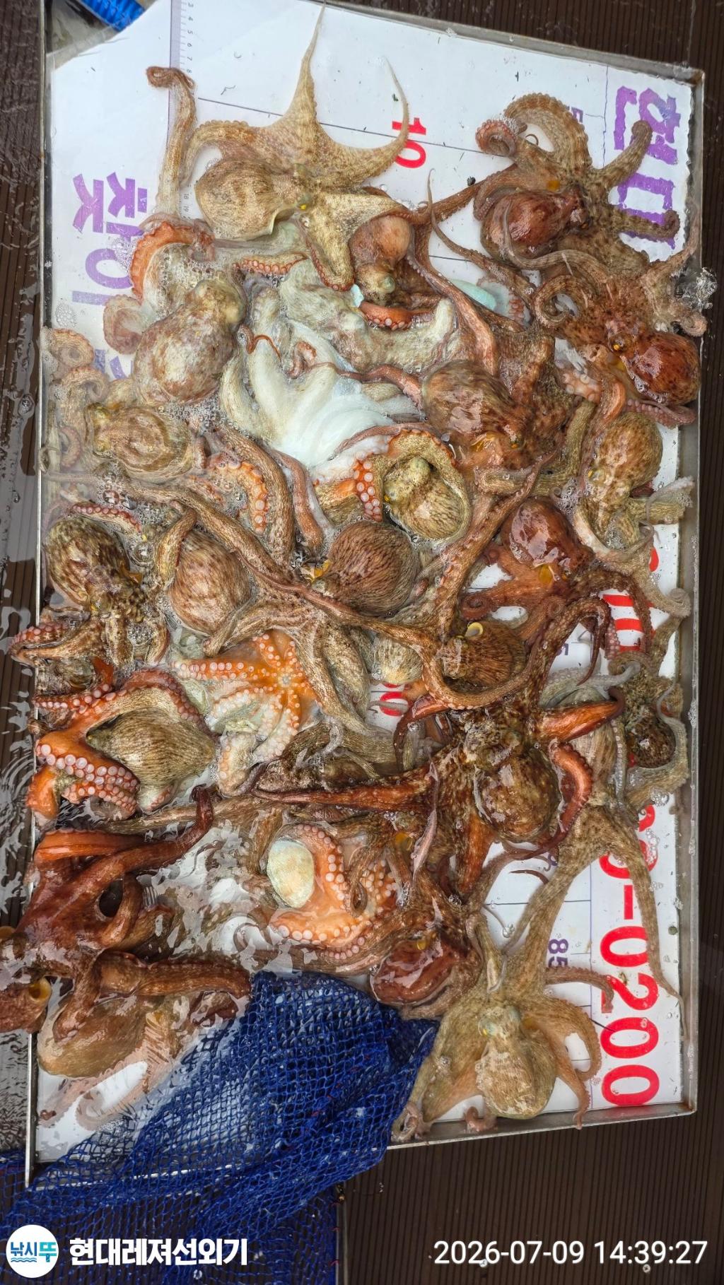 낚시뚜,돌문어,풍화상장마을,통영 현대레져선외기,낚시뚜10