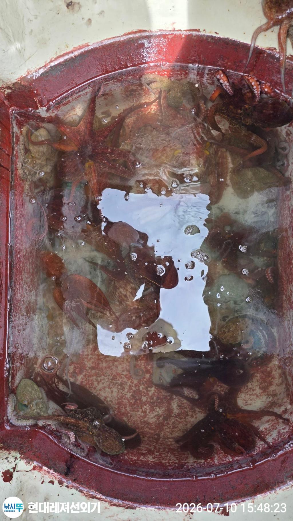 낚시뚜,돌문어,풍화상장마을,통영 현대레져선외기,낚시뚜9