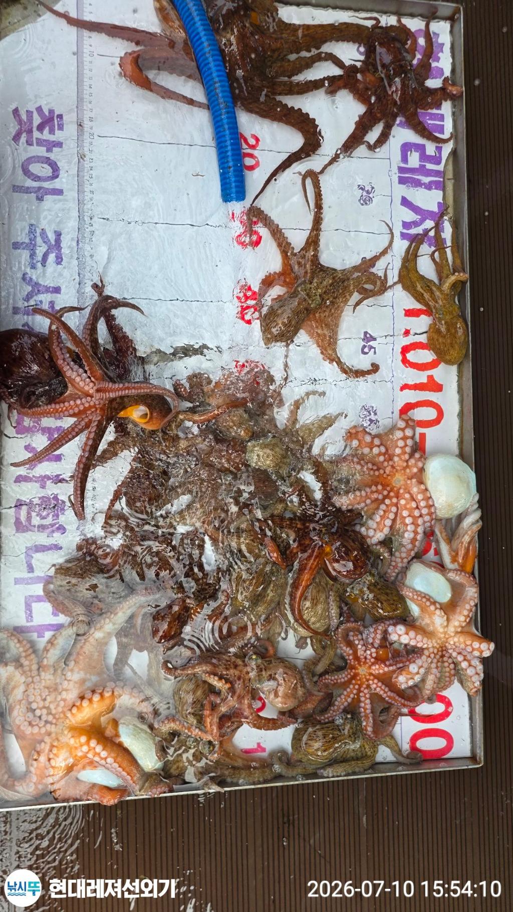 낚시뚜,돌문어,풍화상장마을,통영 현대레져선외기,낚시뚜8