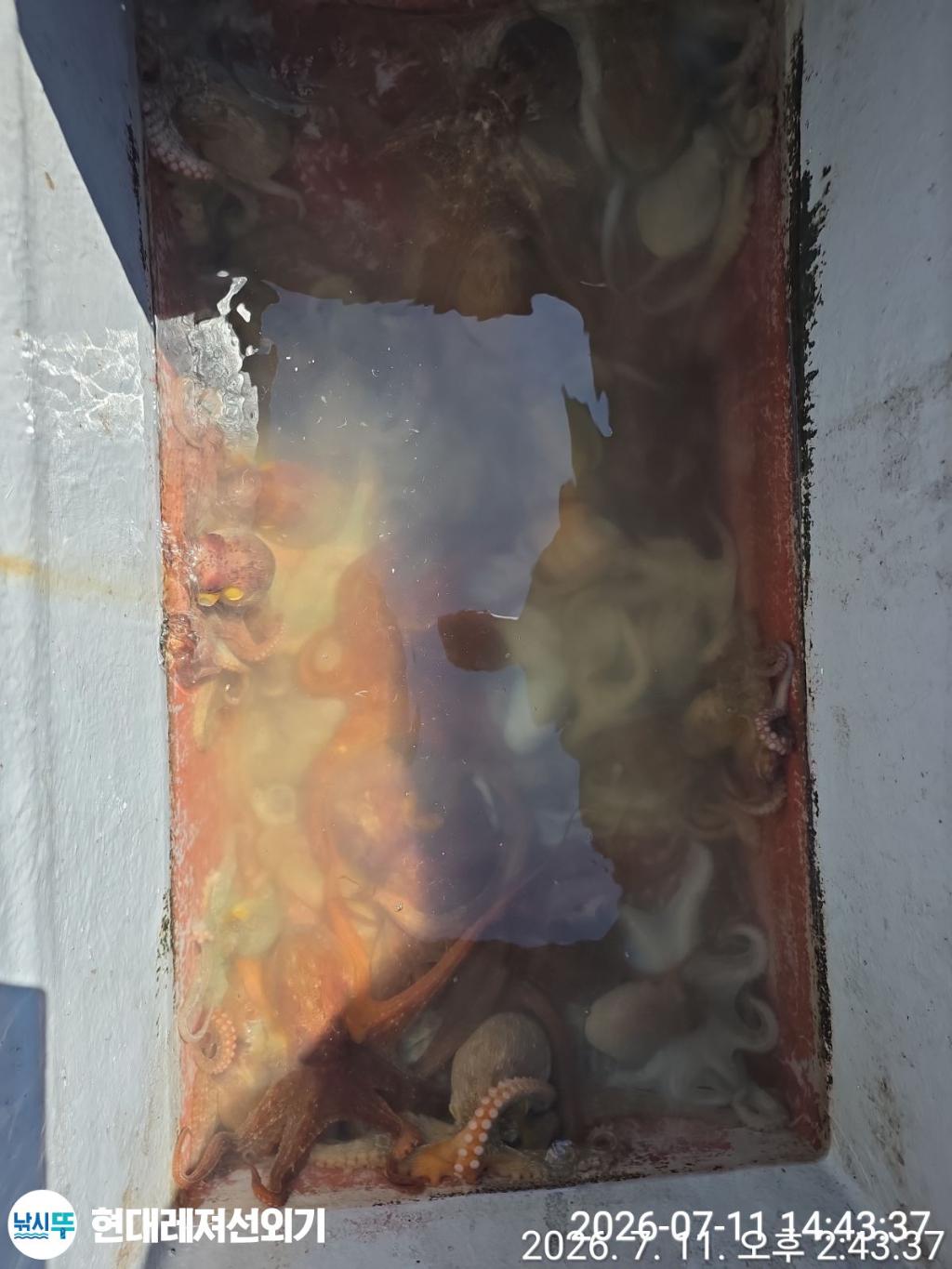 낚시뚜,돌문어,풍화상장마을,통영 현대레져선외기,낚시뚜3