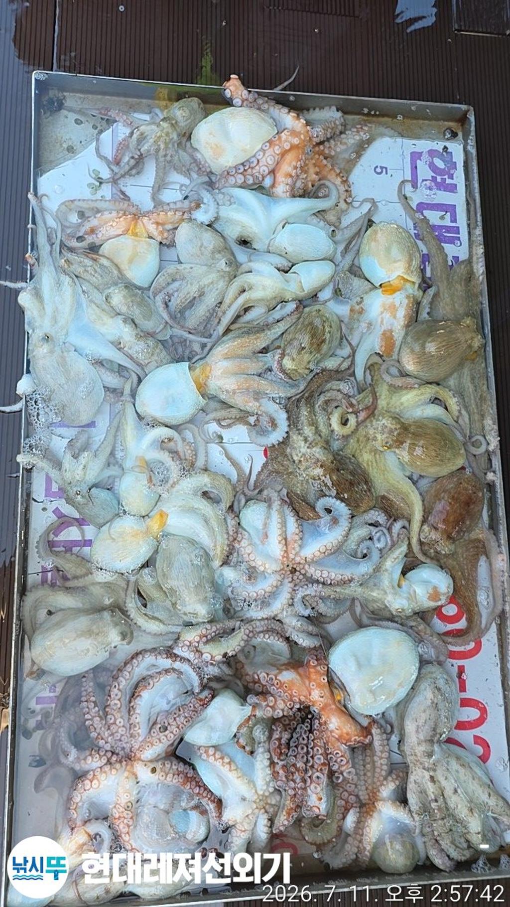낚시뚜,돌문어,풍화상장마을,통영 현대레져선외기,낚시뚜1
