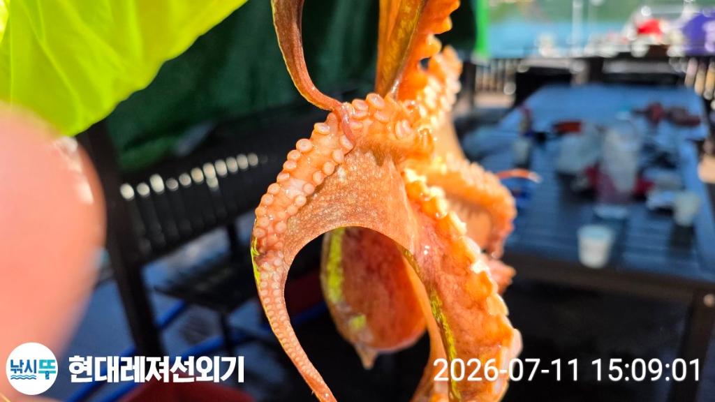 낚시뚜,돌문어,풍화상장마을,통영 현대레져선외기,낚시뚜0