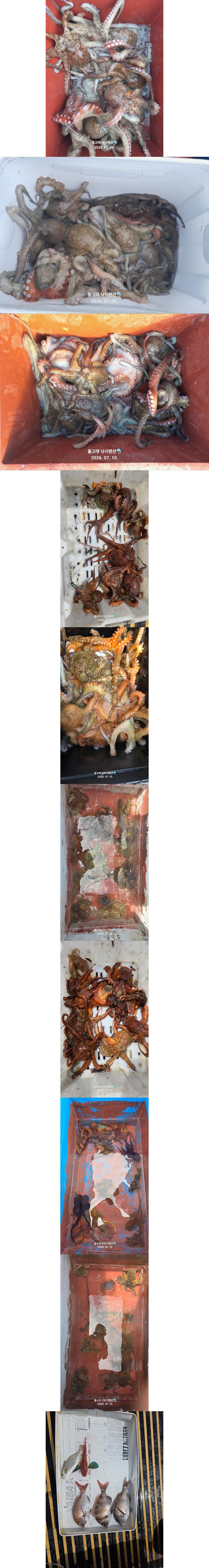낚시뚜,문어,풍화상장마을,풍화리돌고래낚시,낚시뚜0