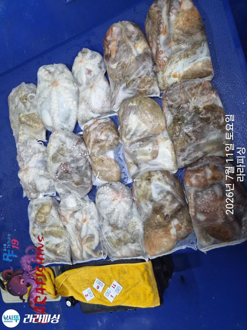 낚시뚜,돌문어,속천항(진해),라라피싱,낚시뚜16