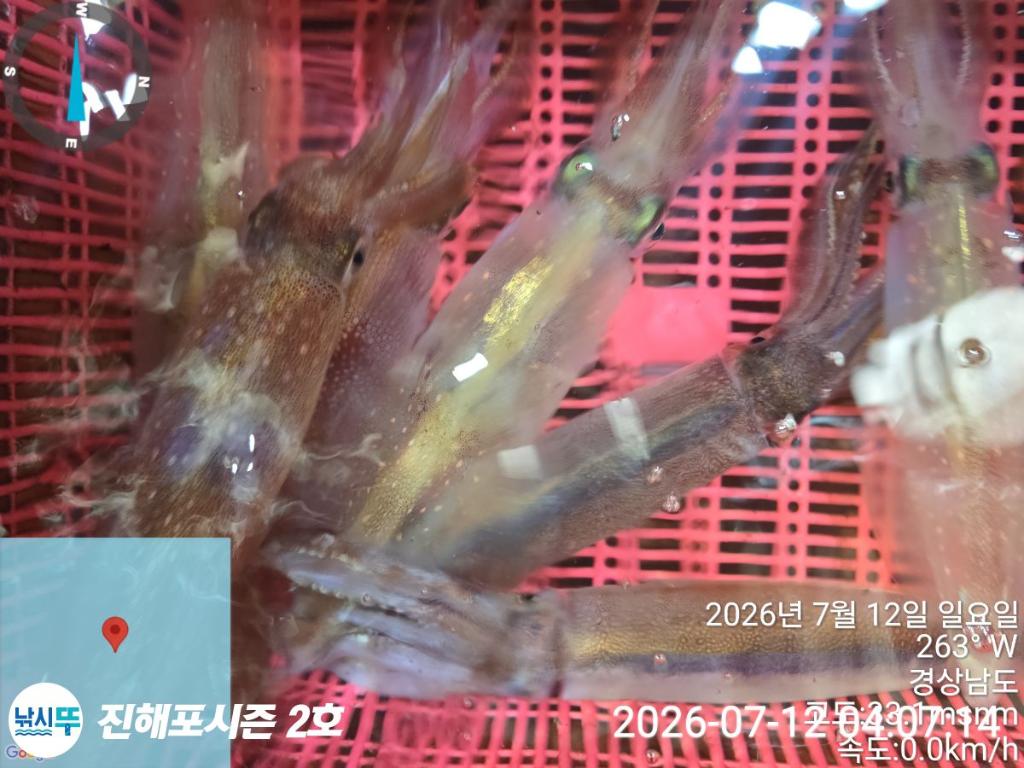 낚시뚜,한치,진해행암항,진해포시즌 2호,낚시뚜20