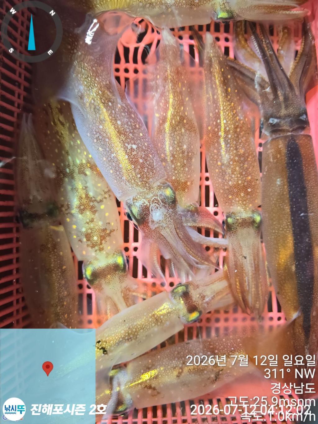 낚시뚜,한치,진해행암항,진해포시즌 2호,낚시뚜18