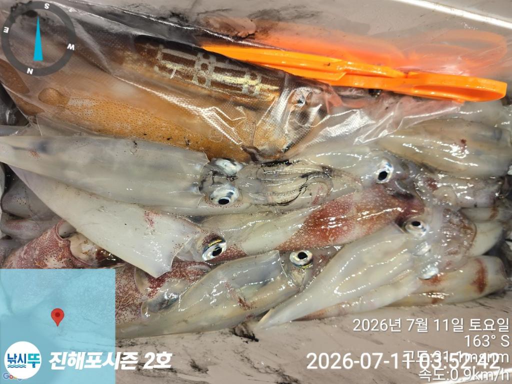 낚시뚜,한치,진해행암항,진해포시즌 2호,낚시뚜8