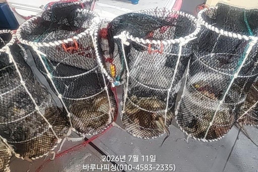 낚시뚜,돌문어,속천항(진해),바루나피싱,낚시뚜3