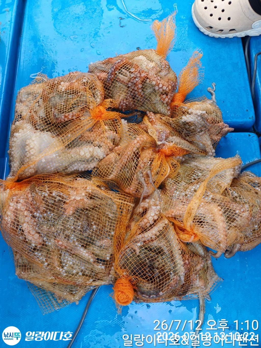낚시뚜,돌문어,냉천항,일랑이다호,낚시뚜2