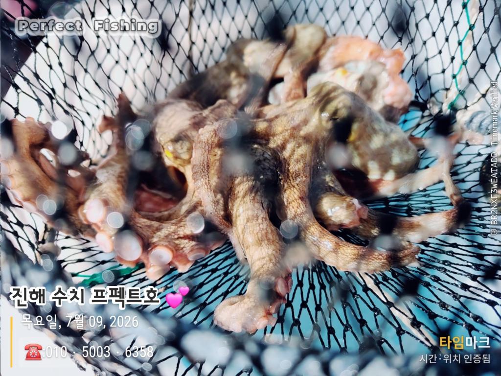 낚시뚜,문어,진해 수치마을 방파제,퍼펙트호,낚시뚜0