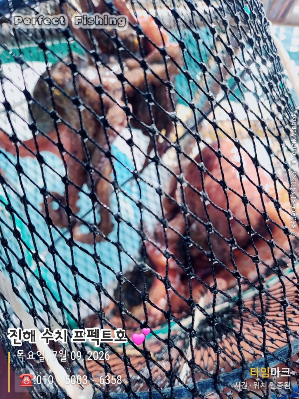 낚시뚜,문어,진해 수치마을 방파제,퍼펙트호,낚시뚜1