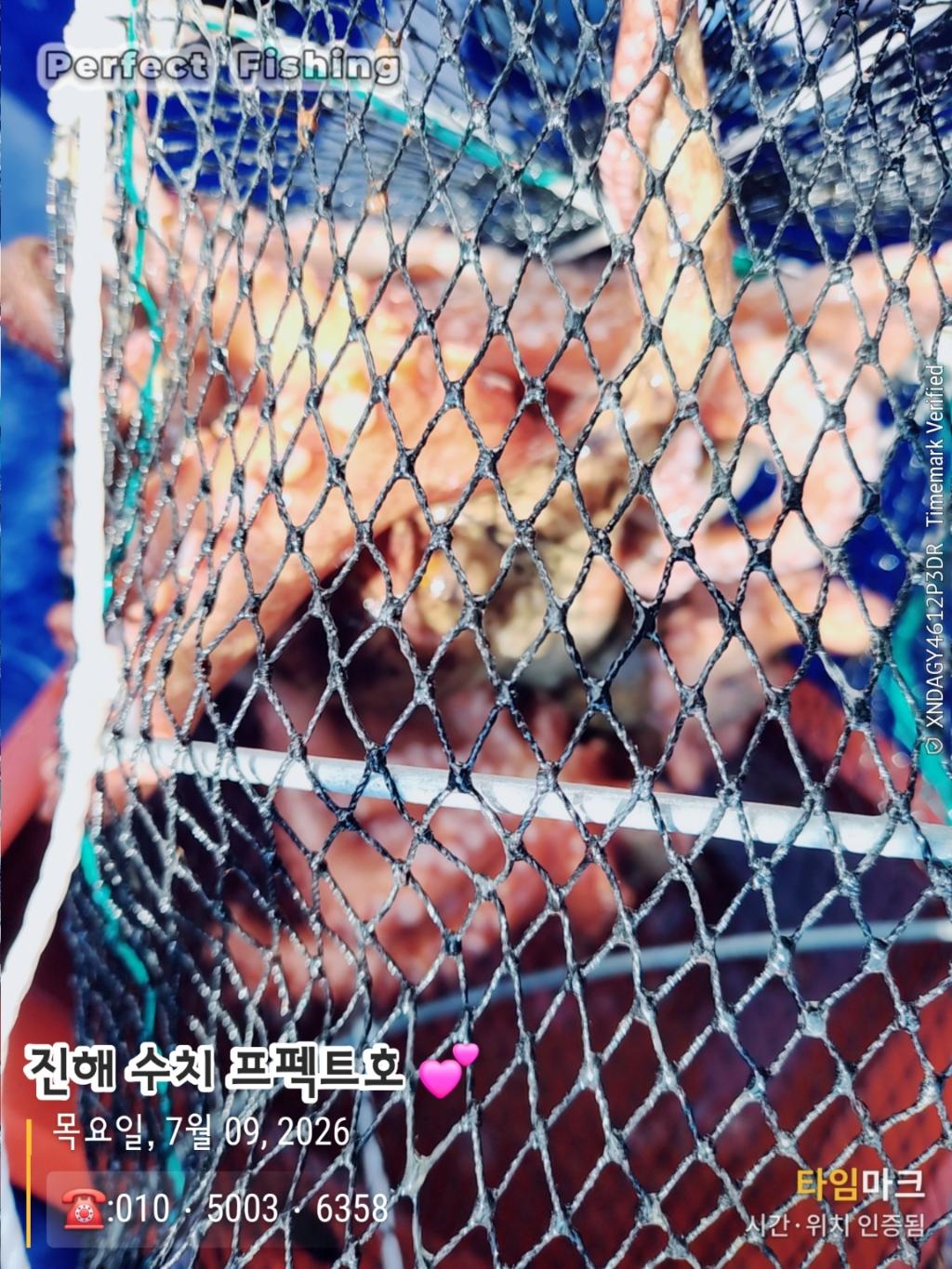 낚시뚜,문어,진해 수치마을 방파제,퍼펙트호,낚시뚜2