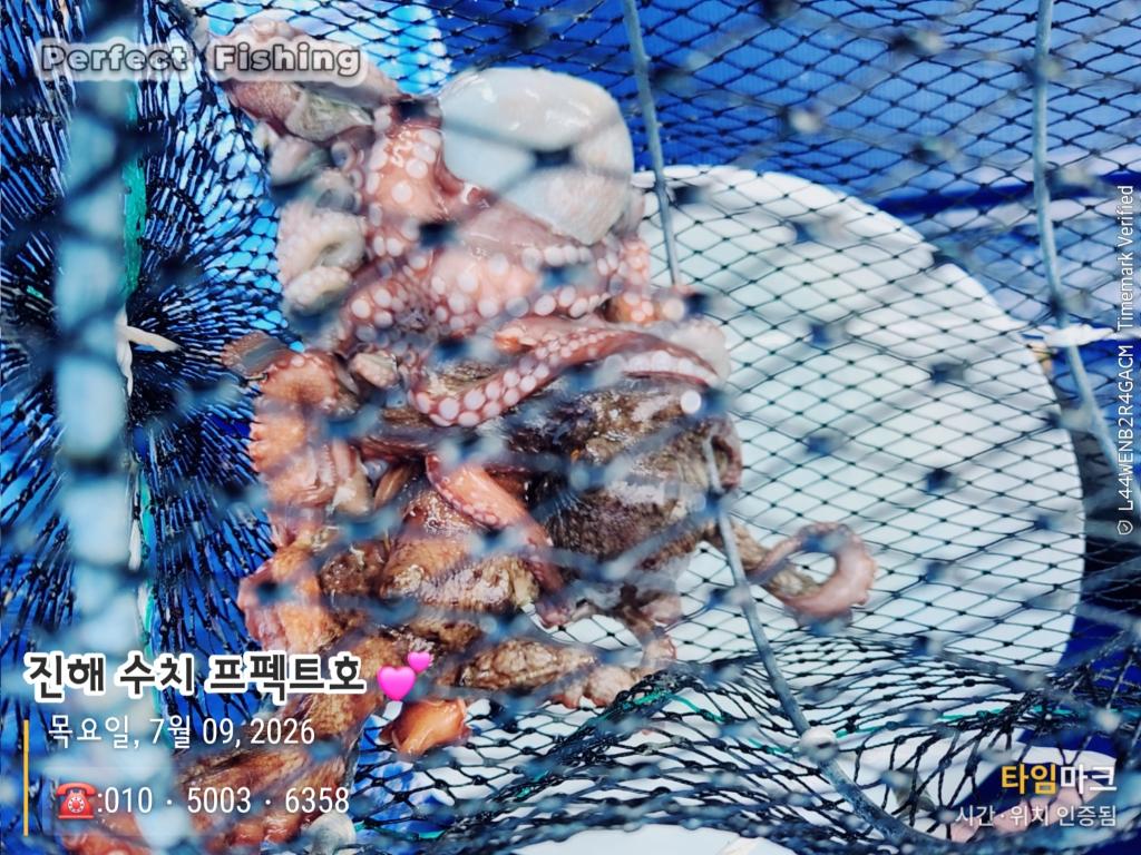 낚시뚜,문어,진해 수치마을 방파제,퍼펙트호,낚시뚜6