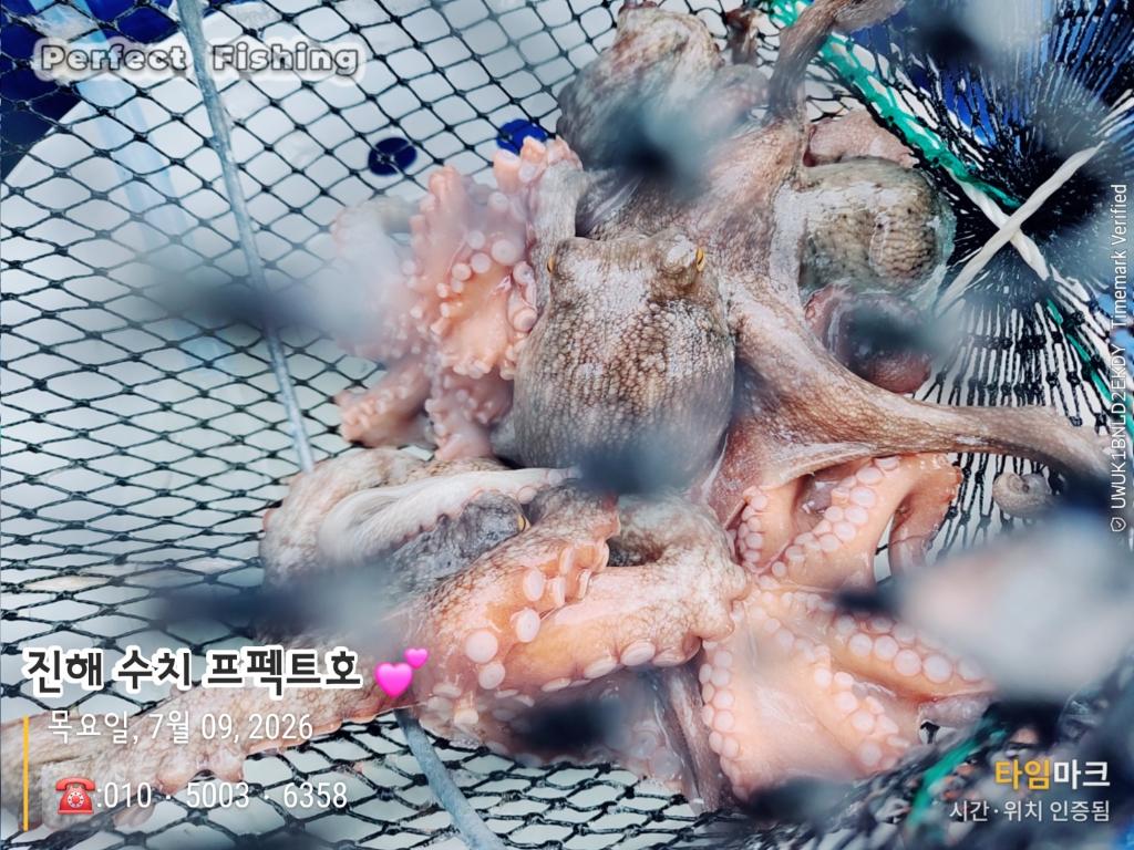낚시뚜,문어,진해 수치마을 방파제,퍼펙트호,낚시뚜9