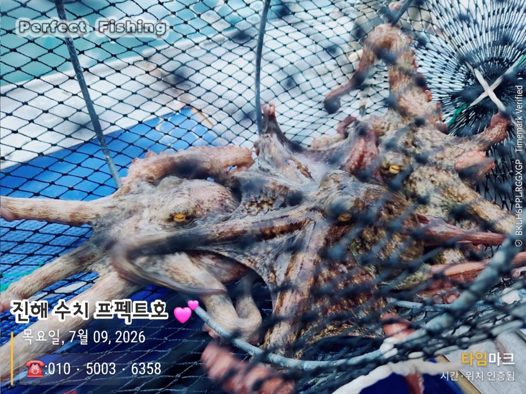 낚시뚜,문어,진해 수치마을 방파제,퍼펙트호,낚시뚜11