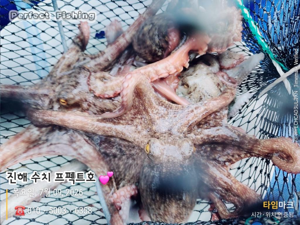낚시뚜,문어,진해 수치마을 방파제,퍼펙트호,낚시뚜12